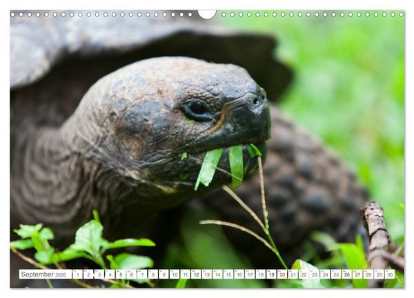 Produktbild: Galapagos. Verzauberte Inseln (Wandkalender 2026 DIN A3 quer), CALVENDO Monatskalender