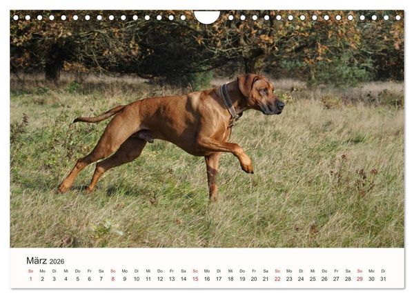 Produktbild: Rhodesian Ridgeback Sch&ouml;nheit aus Afrika (Wandkalender 2026 DIN A4 quer), CALVENDO Monatskalender