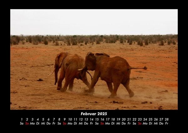Produktbild: Elefanten - Die sanften Riesen Afrikas 2025 Fotokalender DIN A3