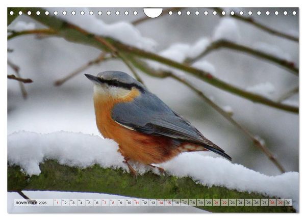Produktbild: Jolis oiseaux de jardin (Calendrier mural 2026 DIN A4 vertical), CALVENDO calendrier mensuel