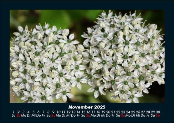 Produktbild: Blumentr&auml;ume 2025 Fotokalender DIN A5