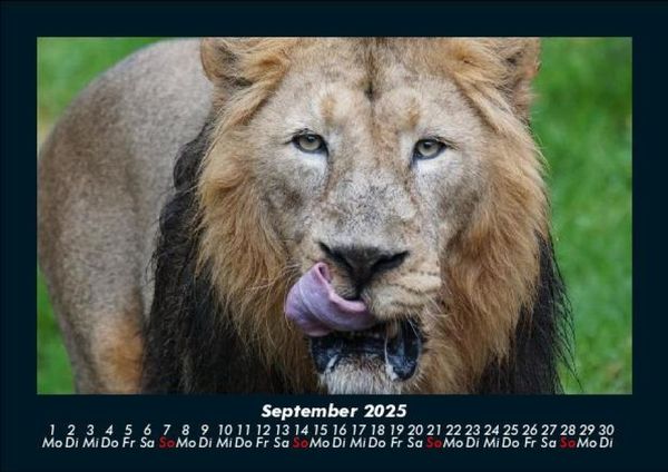 Produktbild: Welt der Tiere 2025 Fotokalender DIN A5