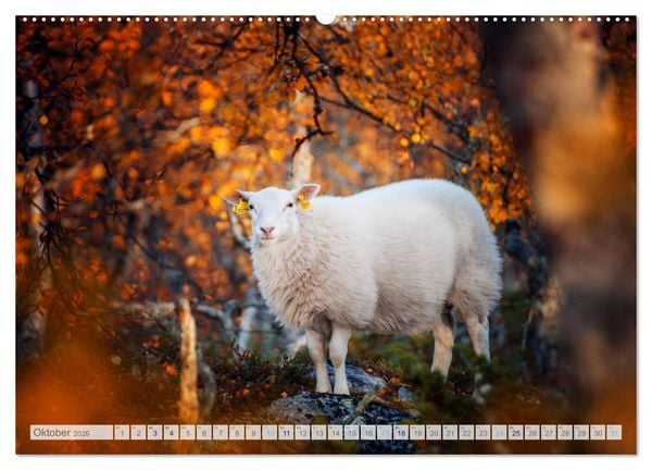Produktbild: Schafe - Raues Wetter, weiche Wolle (hochwertiger Premium Wandkalender 2026 DIN A2 quer), Kunstdruck in Hochglanz