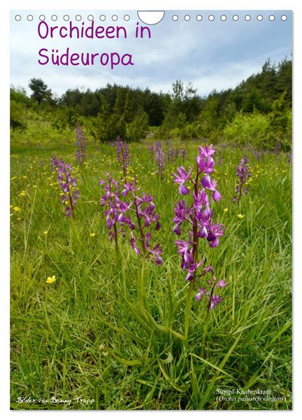 Produktbild: Orchideen in S&uuml;deuropa (Wandkalender 2026 DIN A4 hoch), CALVENDO Monatskalender