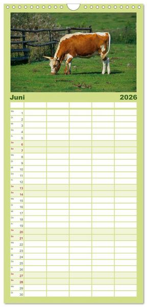 Produktbild: Familienplaner 2026 - Rinder auf dem Lande mit 5 Spalten (Wandkalender, 21 x 45 cm) CALVENDO