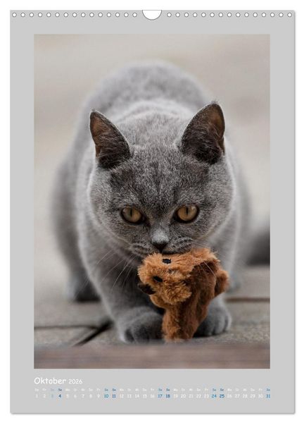 Produktbild: Maincoon & Co. - Rassekatzen mit Klasse (Wandkalender 2026 DIN A3 hoch), CALVENDO Monatskalender