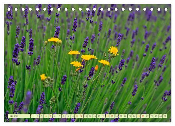 Produktbild: Blumenwiesen &ndash; ein bl&uuml;tenzauberhaftes Jahr (Tischkalender 2026 DIN A5 quer), CALVENDO Monatskalender