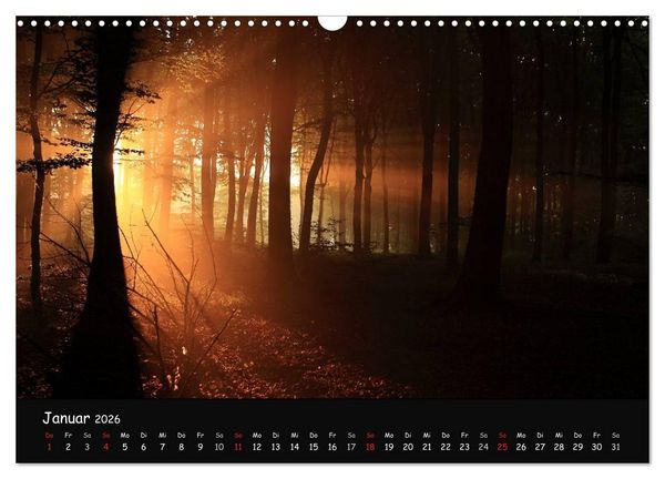 Produktbild: Lichter im Wald (Wandkalender 2026 DIN A3 quer), CALVENDO Monatskalender