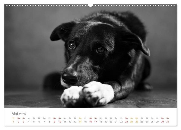 Produktbild: Hundeportraits Fine Art (hochwertiger Premium Wandkalender 2026 DIN A2 quer), Kunstdruck in Hochglanz