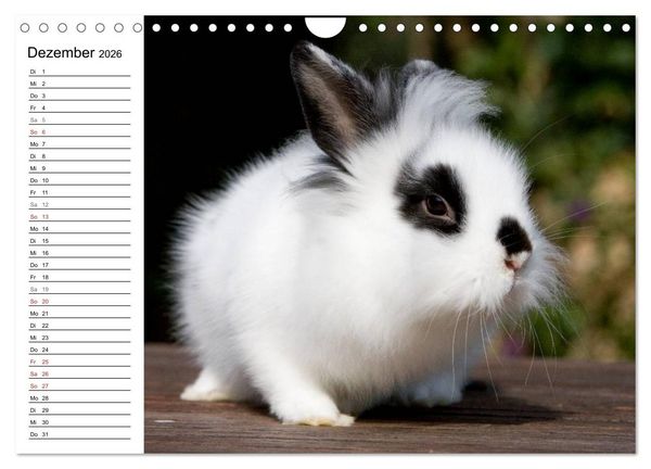Produktbild: Kaninchen - knuddelige Hausgenossen (Wandkalender 2026 DIN A4 quer), CALVENDO Monatskalender