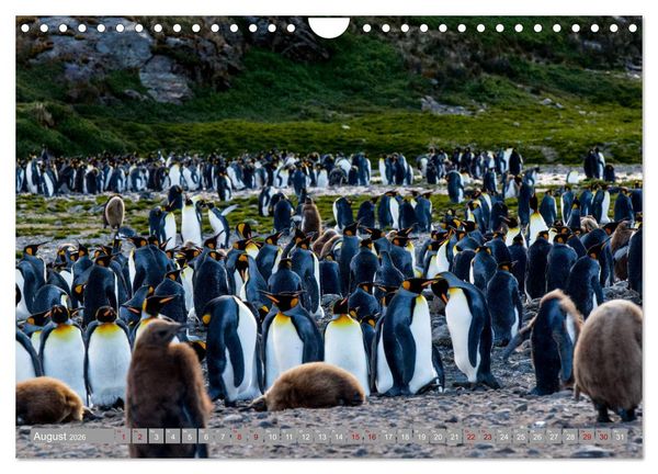 Produktbild: Einfach liebenswert diese Pinguine (Wandkalender 2026 DIN A4 quer), CALVENDO Monatskalender