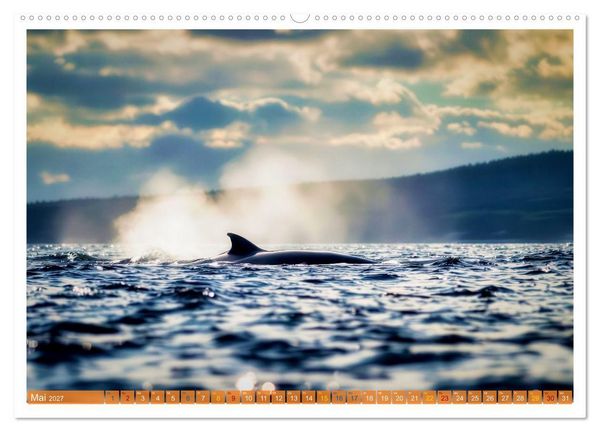 Produktbild: Whale Watching (hochwertiger Premium Wandkalender 2027 DIN A2 quer), Kunstdruck in Hochglanz
