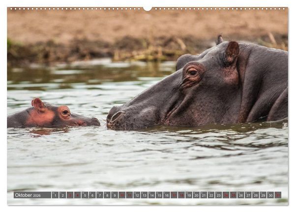 Produktbild: Uganda - im Herzen von Afrika (hochwertiger Premium Wandkalender 2026 DIN A2 quer), Kunstdruck in Hochglanz