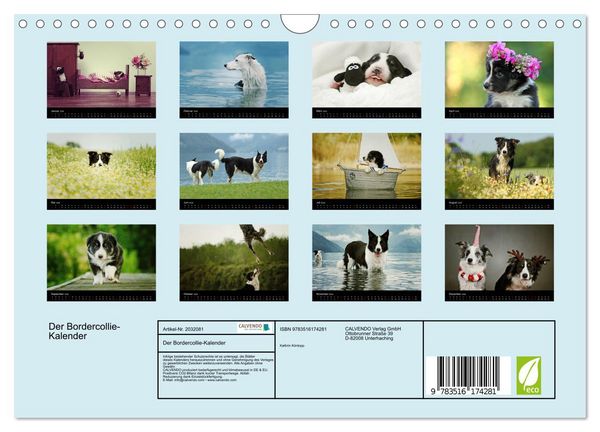 Produktbild: Der Bordercollie-Kalender (Wandkalender 2026 DIN A4 quer), CALVENDO Monatskalender