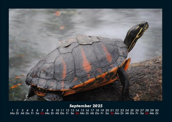Produktbild: Schildkr&ouml;tenzauber 2025 Fotokalender DIN A4
