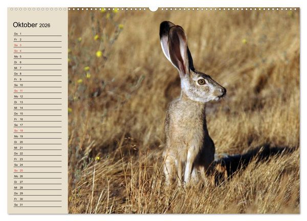 Produktbild: Kaninchen und Hasen (Wandkalender 2026 DIN A2 quer), CALVENDO Monatskalender