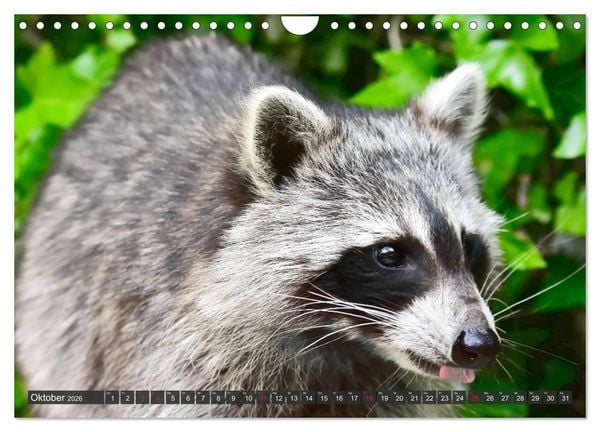 Produktbild: Besuch vom Waschb&auml;r (Wandkalender 2026 DIN A4 quer), CALVENDO Monatskalender