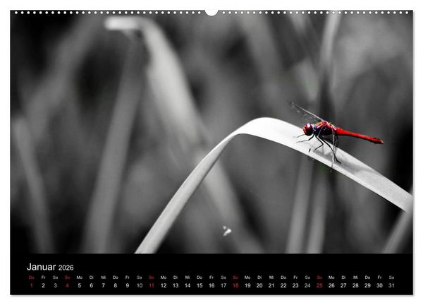 Produktbild: Farbtupfer (Wandkalender 2026 DIN A2 quer), CALVENDO Monatskalender