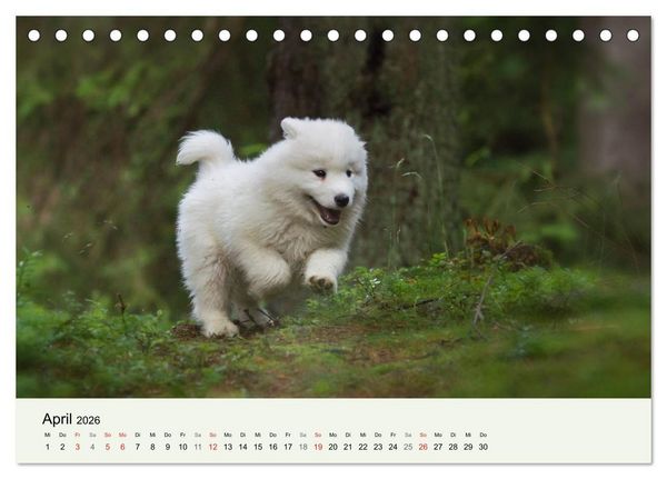 Produktbild: Kleine Samojeden - Eisb&auml;rchen Abenteuer im M&auml;rchenwald (Tischkalender 2026 DIN A5 quer), CALVENDO Monatskalender