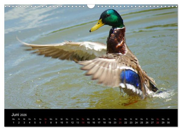 Produktbild: Duck Power (Wandkalender 2026 DIN A3 quer), CALVENDO Monatskalender