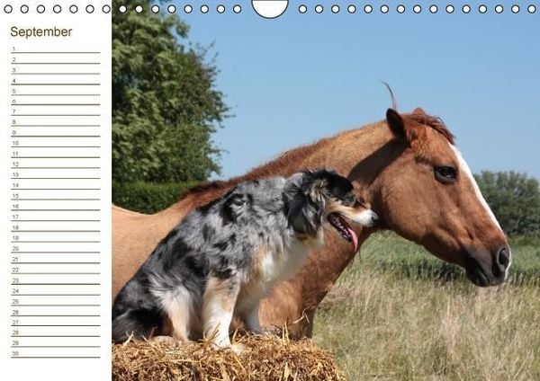 Produktbild: Pferde / Geburtstagskalender / AT-Version (Wandkalender immerw&auml;hrend DIN A4 quer)