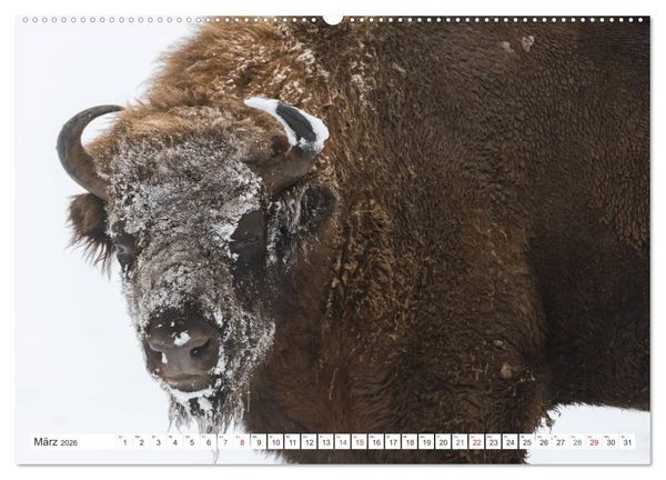 Produktbild: Emotionale Momente: Der Wisent. (hochwertiger Premium Wandkalender 2026 DIN A2 quer), Kunstdruck in Hochglanz