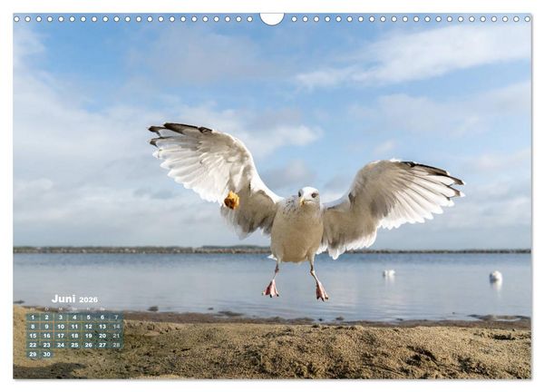 Produktbild: M&ouml;wen frech und witzig (Wandkalender 2026 DIN A3 quer), CALVENDO Monatskalender