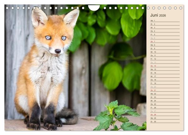 Produktbild: Verspielte Fuchswelpen - Allein zu Haus' (Wandkalender 2026 DIN A4 quer), CALVENDO Monatskalender