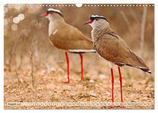 Produktbild: Afrikas Vogelwelt 2026 (Wandkalender 2026 DIN A3 quer), CALVENDO Monatskalender