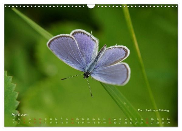 Produktbild: Gro&szlig;e und kleine Schmetterlinge (Wandkalender 2026 DIN A3 quer), CALVENDO Monatskalender