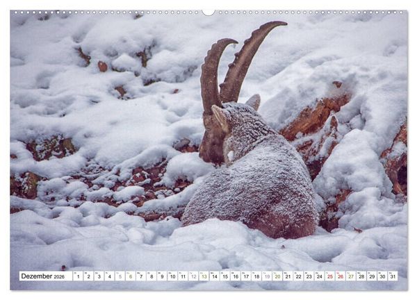Produktbild: Steinb&ouml;cke - imposante Tiere (hochwertiger Premium Wandkalender 2026 DIN A2 quer), Kunstdruck in Hochglanz