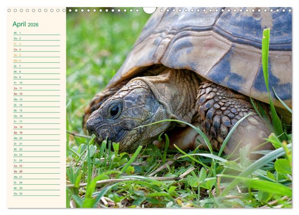 Produktbild: Meine Schildkr&ouml;ten - Geburtstagskalender (Wandkalender 2026 DIN A3 quer), CALVENDO Monatskalender