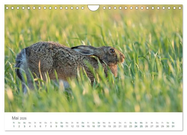 Produktbild: Feldhasen - dem Langohr auf der Spur (Wandkalender 2026 DIN A4 quer), CALVENDO Monatskalender