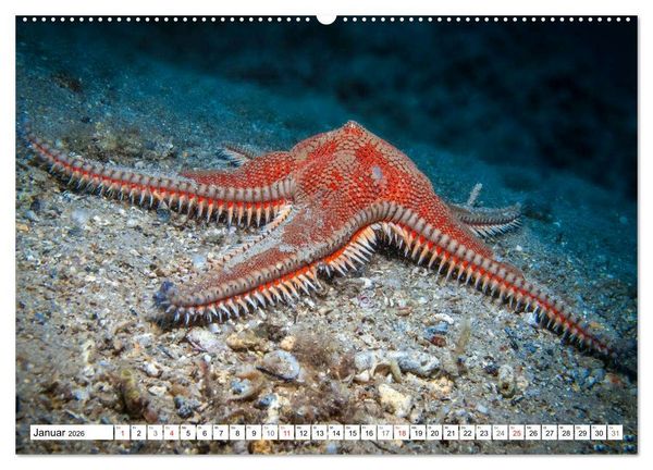 Produktbild: Tauchen im Mittelmeer (hochwertiger Premium Wandkalender 2026 DIN A2 quer), Kunstdruck in Hochglanz