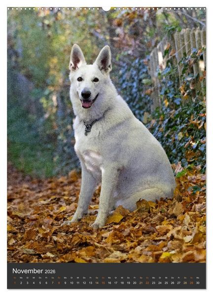 Produktbild: Berger Blanc Suisse - Freunde auf 4 Pfoten (Wandkalender 2026 DIN A2 hoch), CALVENDO Monatskalender