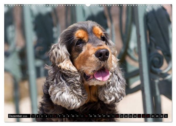 Produktbild: English Cocker Spaniel - Fr&ouml;hliche Gesellen (Wandkalender 2026 DIN A2 quer), CALVENDO Monatskalender