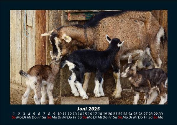 Produktbild: Tiere auf dem Bauernhof 2025 Fotokalender DIN A5