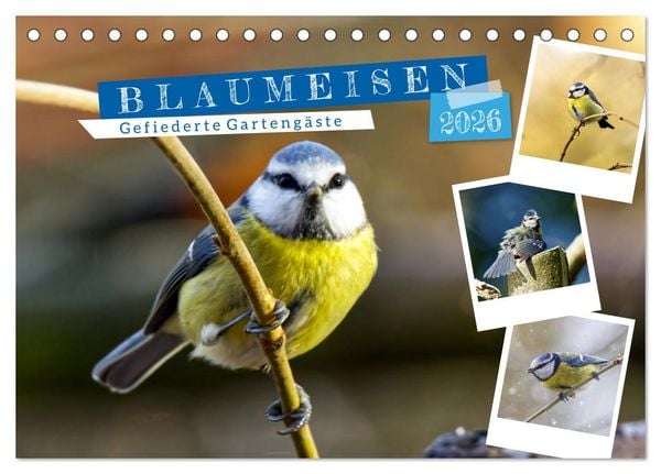 Produktbild: Gefiederte Garteng&auml;ste, Blaumeisen (Tischkalender 2026 DIN A5 quer), CALVENDO Monatskalender