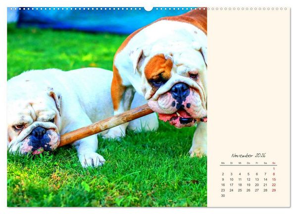 Produktbild: Dicke Freunde. Englische Bulldoggen (Wandkalender 2026 DIN A2 quer), CALVENDO Monatskalender