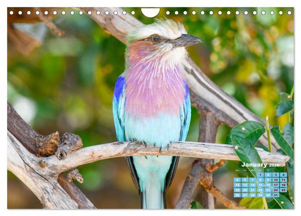 Produktbild: Birds of the Southern African Wild (Wall Calendar 2026 DIN A4 landscape), CALVENDO 12 Month Wall Calendar