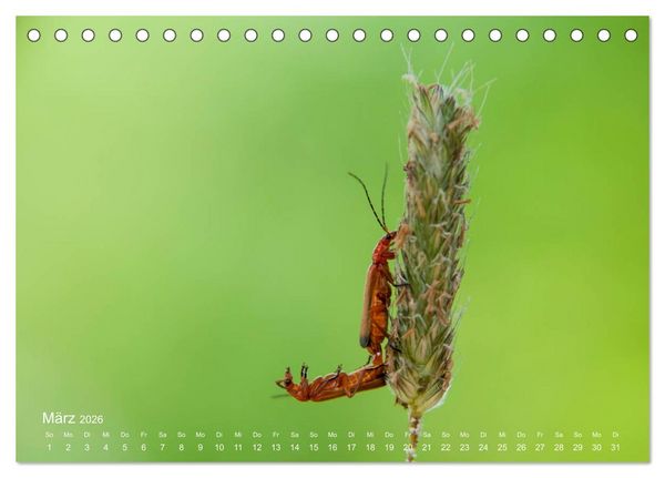 Produktbild: Eine Safari im Garten (Tischkalender 2026 DIN A5 quer), CALVENDO Monatskalender