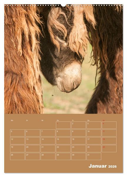 Produktbild: Entz&uuml;ckende Esel - Charmant und liebenswert (hochwertiger Premium Wandkalender 2026 DIN A2 hoch), Kunstdruck in Hochglanz