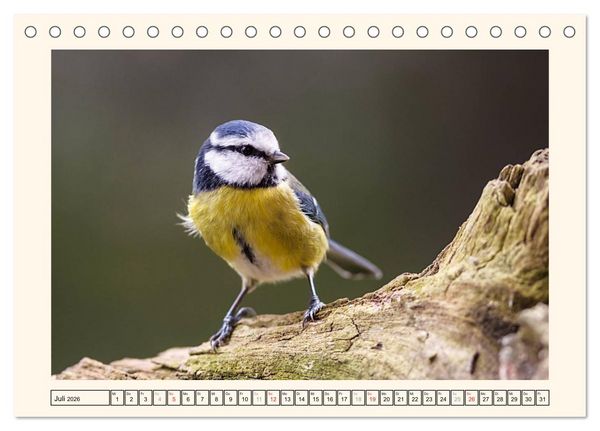 Produktbild: Gefiederte Sch&ouml;nheiten - Die Blaumeise (Tischkalender 2026 DIN A5 quer), CALVENDO Monatskalender