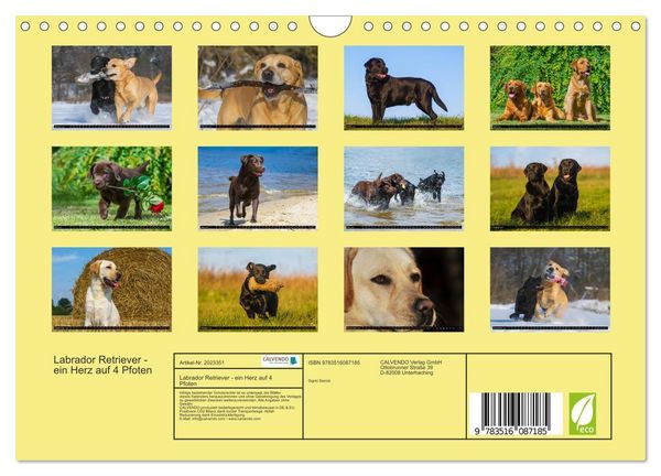 Produktbild: Labrador Retriever - ein Herz auf 4 Pfoten (Wandkalender 2026 DIN A4 quer), CALVENDO Monatskalender