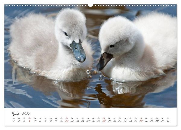 Produktbild: Vom K&uuml;ken zum Schwan (Wandkalender 2027 DIN A2 quer), CALVENDO Monatskalender