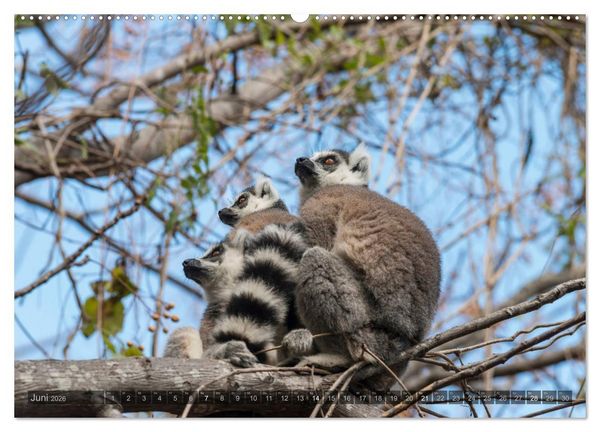 Produktbild: Tierisches Madagaskar (Wandkalender 2026 DIN A2 quer), CALVENDO Monatskalender
