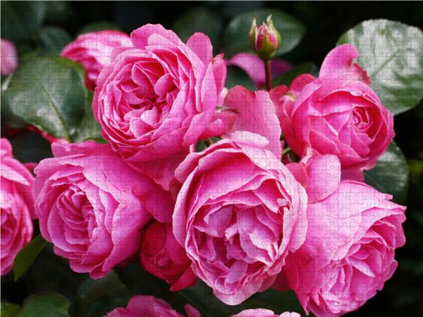 Produktbild: CALVENDO Puzzle Rose Leonardo da Vinci in sattem Pink 1000 Teile Lege-Gr&ouml;&szlig;e 64 x 48 cm Foto-Puzzle Bild von Gisela Kruse