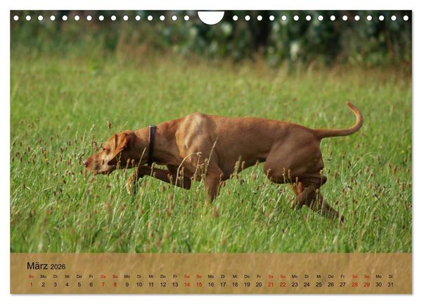 Produktbild: Magyar Vizsla - Ungarischer Vorstehhund (Wandkalender 2026 DIN A4 quer), CALVENDO Monatskalender