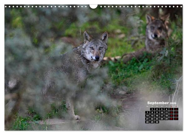 Produktbild: Willkommen Wolf (Wandkalender 2026 DIN A3 quer), CALVENDO Monatskalender