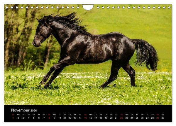 Produktbild: Pferde Tr&auml;ume (Wandkalender 2026 DIN A4 quer), CALVENDO Monatskalender